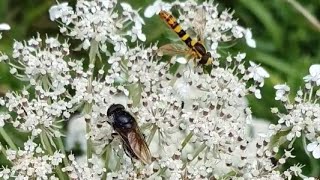 Common green bottle fly  Australian sheep blowfly  Long hoverfly  Cheilosia impressa [upl. by Htbazile]