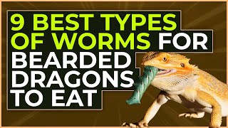 9 Best Types of Worms for Bearded Dragons to Eat [upl. by Anaicul891]