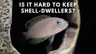 Shell Dweller Care and Breeding Guide  Neolamprologus Multifasciatus [upl. by Shama28]