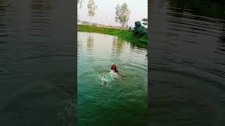 ও মাওই গো মাওই গো biyargithd বিয়েরগীত shortvideo git biyergit উত্তরাঞ্চরেরবিয়েরগীতও [upl. by Ivers441]