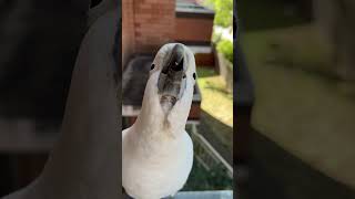 Adorable Wild Cockatoos Reach Up with Open Beaks When I Simply Point shorts cockatoo birds [upl. by Silohcin]