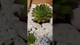 🌵🪴SEMPERVIVUM TECTORUM🔥HENS AND CHICKS SUCCULENT IN A HOME MADE PALLET PLANTER🐔🐣 [upl. by Stavro]