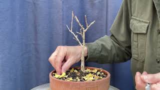 Various Deciduous Trees Late Fall Structural Pruning 1Nov2024 [upl. by Carrnan551]