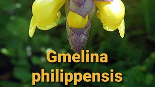 Gmelina philippensis [upl. by Brothers]