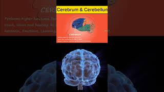 Cerebrum and cerebellum viral shorts [upl. by Hazem]