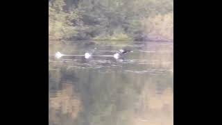 Cormorant taking off after fishing Shorts Cormorant TakingOff [upl. by Engleman64]