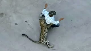 Natures Most LETHAL Animal Attacks [upl. by Michaud]