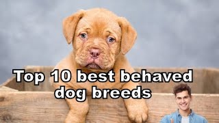 😍🔥top 10 best behaved dog breeds in the world doglovers dogshorts dogtraining facts [upl. by Siegler]