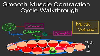 Physiology Smooth Muscle Contraction Cycle Walkthrough Step by Step Easy Guide [upl. by Aneetsyrk184]