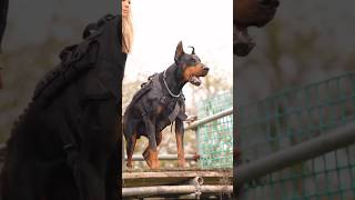 Part 3 10 Dangerous amp Bloody Dogs Breeds 😱dogbreed dog viralvideo [upl. by Hawley]