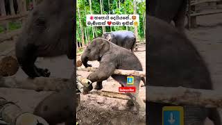 Nena නේනා Thiwanka Dilshan ytshorts short trending Song Tiktok shortvideo Elephant 🥰 [upl. by Bagger]