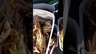 What A Haul Dockside Charters Depoe Bay OR saltwater dungenesscrab ocean [upl. by Atinrahs]