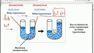 OSMOSE  HYPERTONIQUE  HYPOTONIQUE  gradient de concentration  PARTIE 6 [upl. by Adlog422]