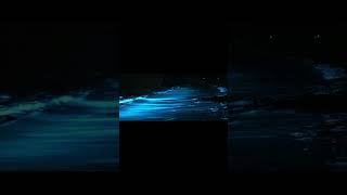 Bioluminescence occurrence at Jarvis Bay New South Wales Australia shorts [upl. by Terrance345]