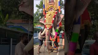 അക്കരമ്മൽ ശേഖരൻ  പെങ്ങാമുക്ക് പെരുന്നാൾ 2024  kerala elephant shorts trending viral 2024 [upl. by Egedan]