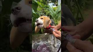 🛀🧼beagle cuteanimal doglover malayalammallufunnyveterinary cutebeagleworldpet [upl. by Yblok]