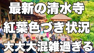 【4K】2024年11月7日（木）最新の京都清水寺。紅葉色づき状況！大大大混雑過ぎる！最新的京都清水寺。秋天的树叶变色了！太拥挤了！Walk around Kiyomizudera Temple [upl. by Sheepshanks]