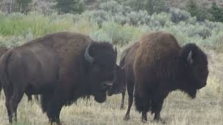 Bizons in very short fight Yellowstone Wyoming USA [upl. by Beverly]