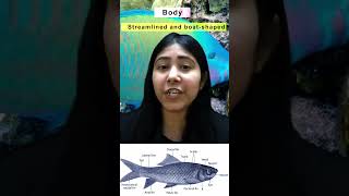 Characteristics of Superclass Pisces  Gnathostomata  Class 11  Biology  Adhyayanta [upl. by Dayiz]