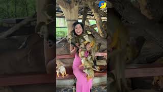 Monkeys climb on girls shoulder shortsvideo [upl. by Neenad]