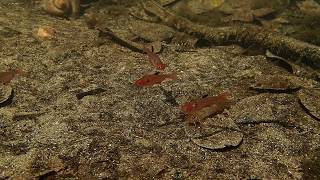 Corydoras aeneus and C polystictus in Pantanal habitat [upl. by Orimar]