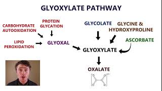 Is your body producing too much oxalate Oxidative Stress Thiamine and B6 Deficiency [upl. by Nooj841]