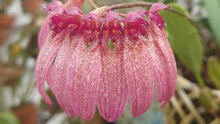 Bulbophyllum longiflorum Tokyo  バルボフィラム ロンギフロラム ‘トーキョー’  BullobbiiBulbleysianum [upl. by Malcom]