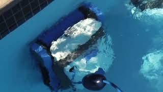 Discover the Dolphin S300 Robotic Pool Cleaner in Action [upl. by Airtina176]