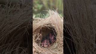 Babies Wild Golden Birds EP082 bird avian babyanimal wildbirdlife babybird avianlife animal [upl. by Frasch306]