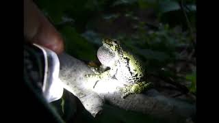 Listen to this tree frogs mating call [upl. by Fillander]