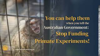 Sign Our Email Action Tell the AU Government to Stop Funding Primate Research [upl. by Sawyor802]