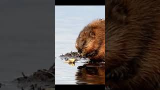 Looks Like quotMuskrat Lovequot And Activity In the Wetlands muskrat rodents [upl. by Chan311]