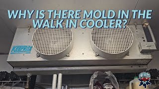 WHY IS THERE MOLD IN THE WALK IN COOLER [upl. by Nairod]