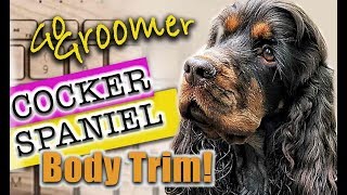 Grooming a Cocker SpanielBreed Standard Trim [upl. by Dudden]