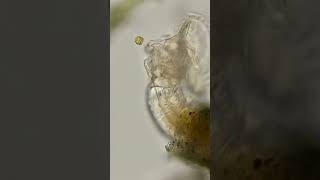 24k year old animal revived by Scientist [upl. by Novoj]