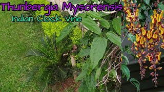 Thunbergia mysorensis Indian Clock Vine propagation with Village garden Overview [upl. by Buell]