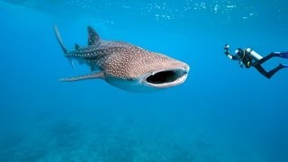 Malediven Tauchsafari Traumhaftes Tauchen mit Malediven Tauchreisen [upl. by Buote213]