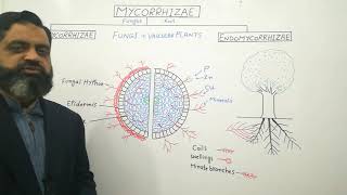 Types of Mycorrhizae English medium profmasoodfuzail Endomycorrhizae  Ectomycorrhizae [upl. by Lavern]