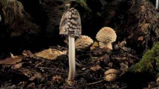 Magpie ink cap fungi growing amp liquefying timelapse [upl. by Arod]