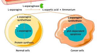 Mechanism of action of LAsparaginase chemotherapy [upl. by Cherianne598]