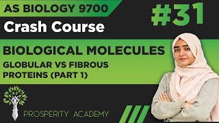 Globular VS Fibrous Proteins  Part 1   Biological Molecules  9700 AS Biology UrduHindi [upl. by Rolyks]