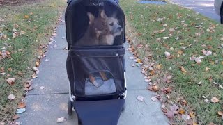 First time taking a walk in a pet stroller [upl. by Heise]