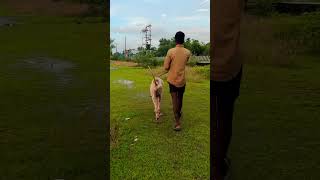 🐈alangu doglover pets dog puppy dogshorts mastiffdog bullykutta 🐕 [upl. by Atikat]