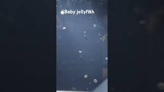 baby jellyfish swimming [upl. by Adnilreh]