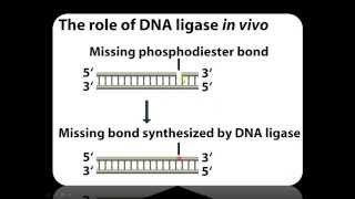 Function of DNA Ligase in Recombinant DNA technology [upl. by Robins]