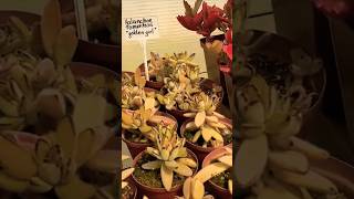 Kalanchoe TOMENTOSA Golden Girl succulents cactus garden plants [upl. by Asillam]