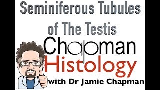 3 Minute Histology  Seminiferous Tubules [upl. by Moishe497]