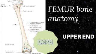 Femur anatomy [upl. by Sarina]