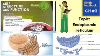 Endoplasmic Reticulum l ER l Types of ER l Vell structure and function l XI biology [upl. by Airdnua996]