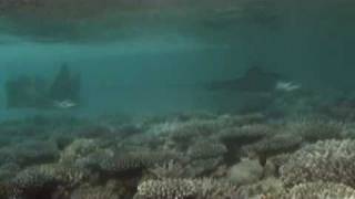 quotMaldives Velidhuquot NorthAri Atoll Shark meets Eagleray Hai trifft Adlerrochen [upl. by Ellenor]